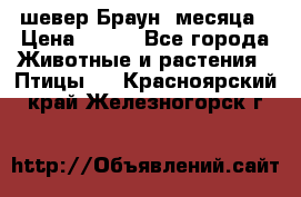 шевер Браун 2месяца › Цена ­ 200 - Все города Животные и растения » Птицы   . Красноярский край,Железногорск г.